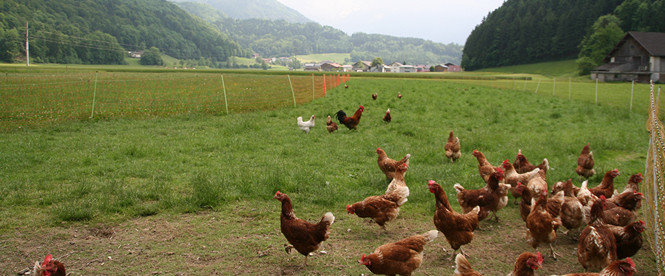 Bio Huhn mit grozgiger Weidehaltung