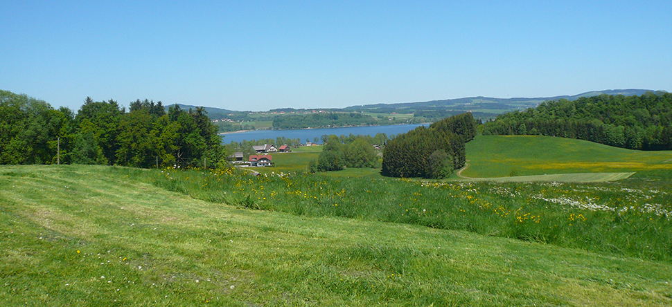 Herrliches Grün für die Maibutter