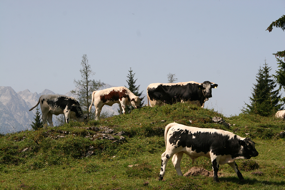 Kühe auf der Alm