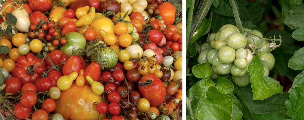Tomaten in ihrer ganzen Vielfalt